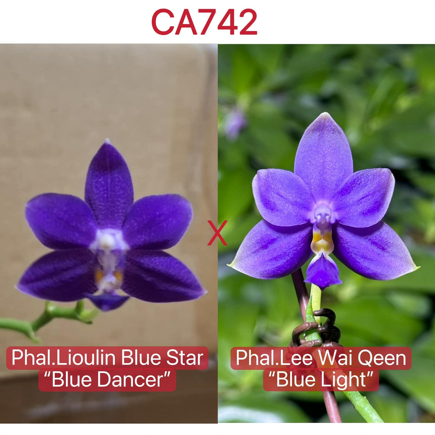 Phalaenopsis (Lioulin Blue Star x Lee Wai Queen)