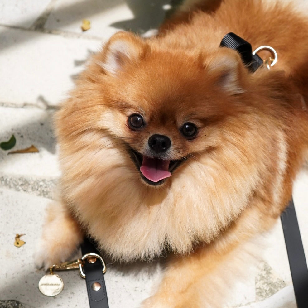 Fur Elise Harness & Leash Set - Noir