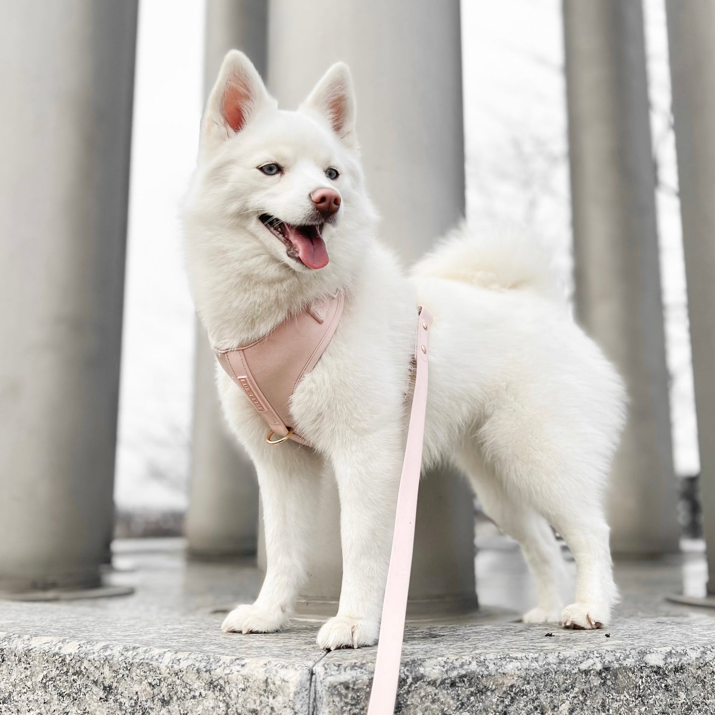 Fur Elise The Essentials Walk Set - Rose