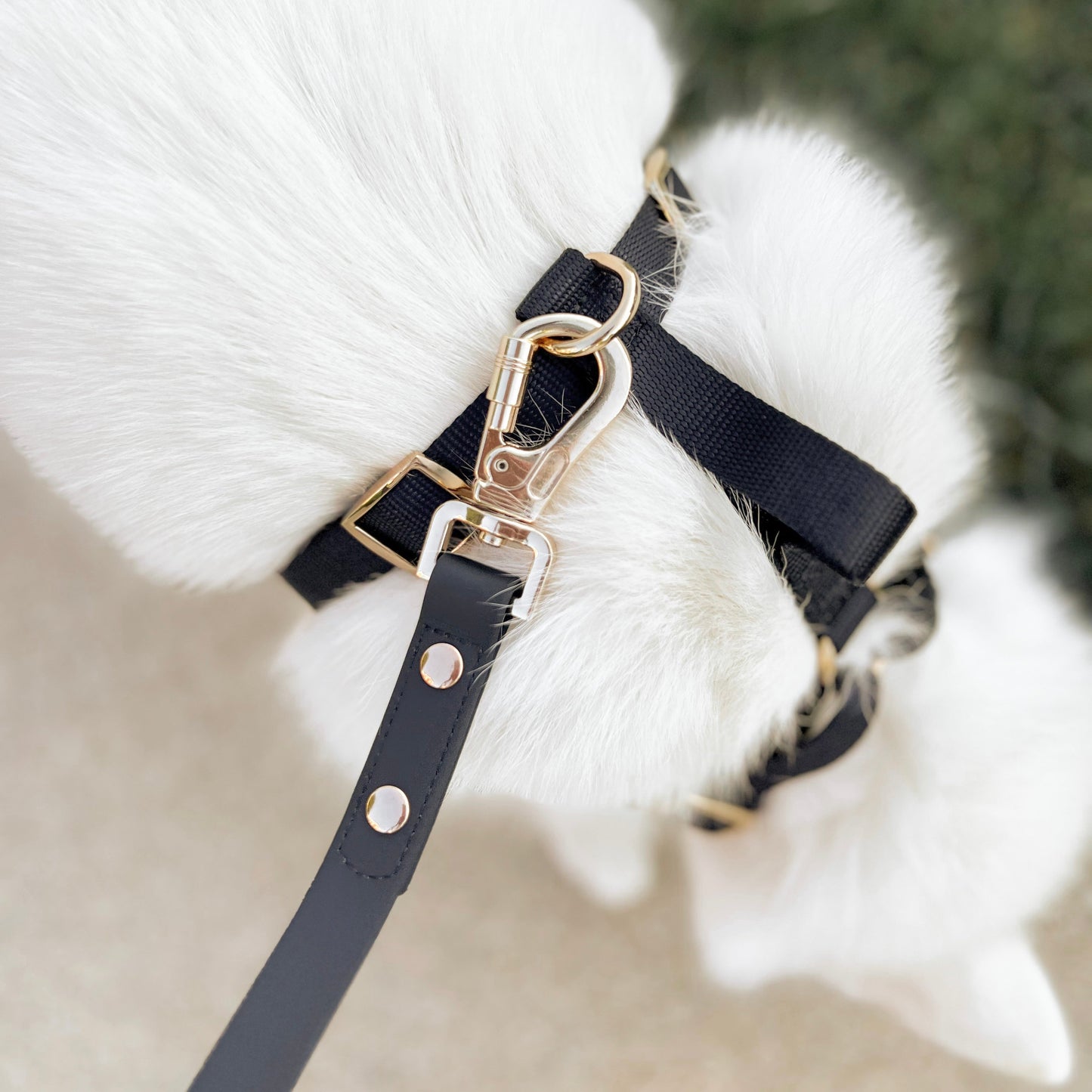 Fur Elise Harness & Leash Set - Noir
