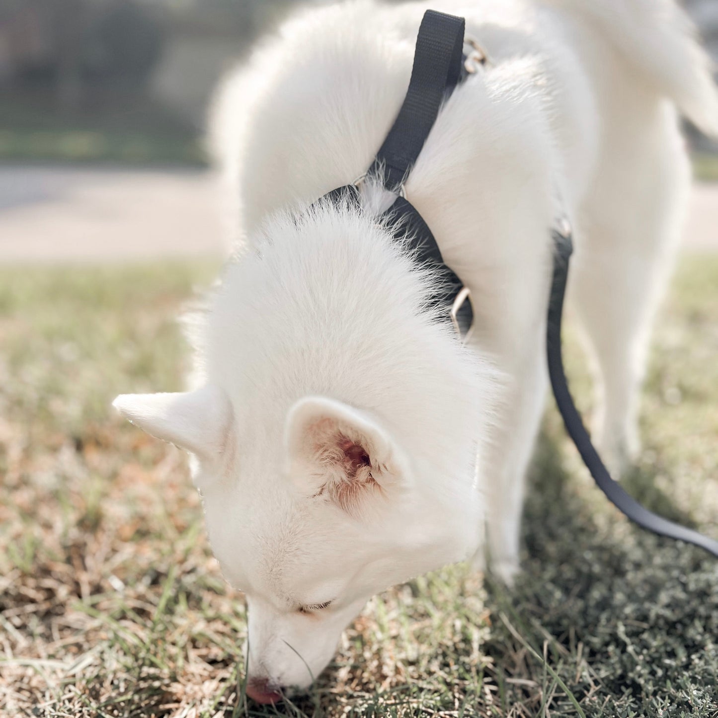 Fur Elise Harness & Leash Set - Noir