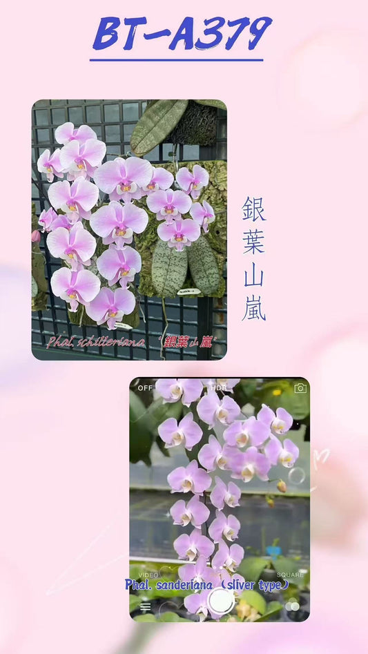 Phalaenopsis (schilleriana ‘Sliver Mountain’ x sanderiana ‘Sliver’) | Zenvyra Collective