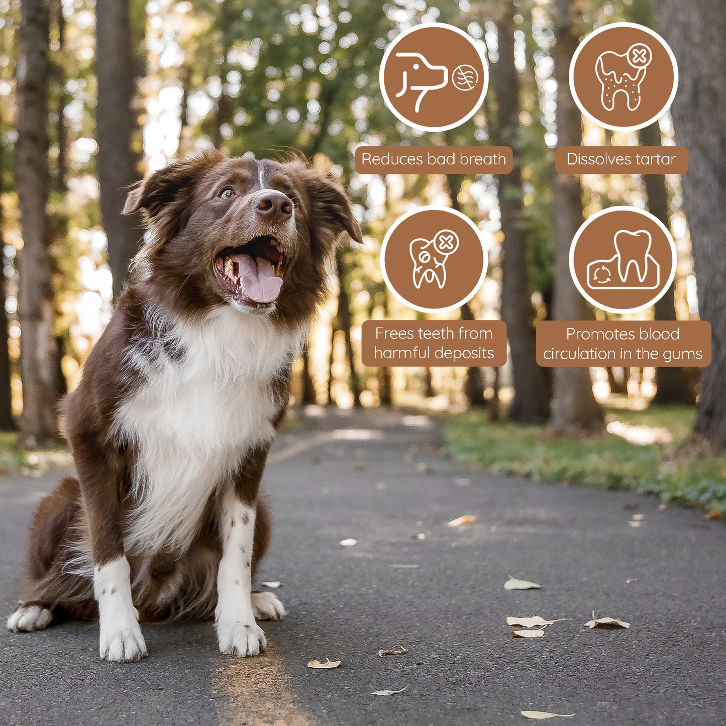 Wildfang Olive Wood Chew Stick for Dogs – Natural Dental Care