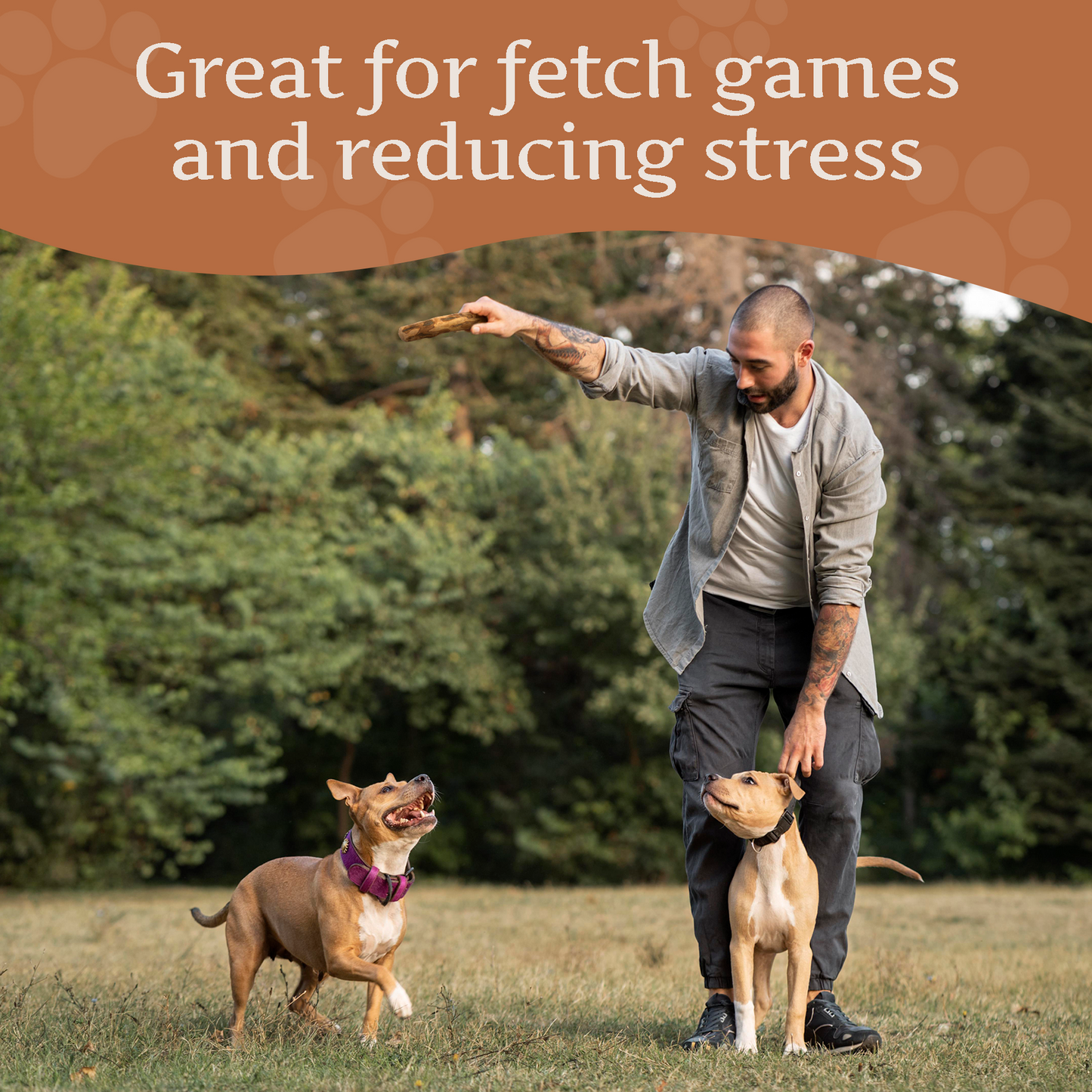Wildfang Olive Wood Chew Stick for Dogs – Natural Dental Care