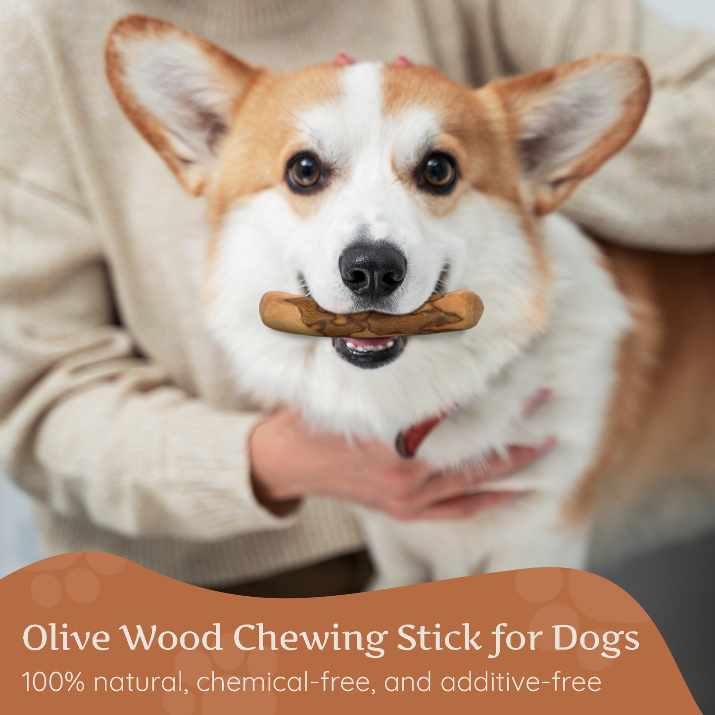 Wildfang Olive Wood Chew Stick for Dogs – Natural Dental Care
