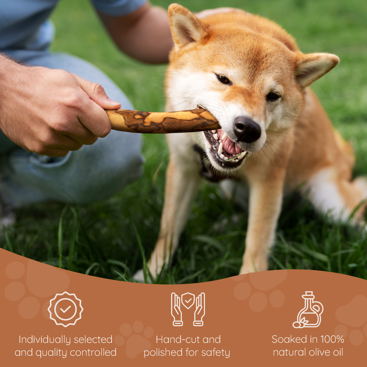 Wildfang Olive Wood Chew Stick for Dogs – Natural Dental Care