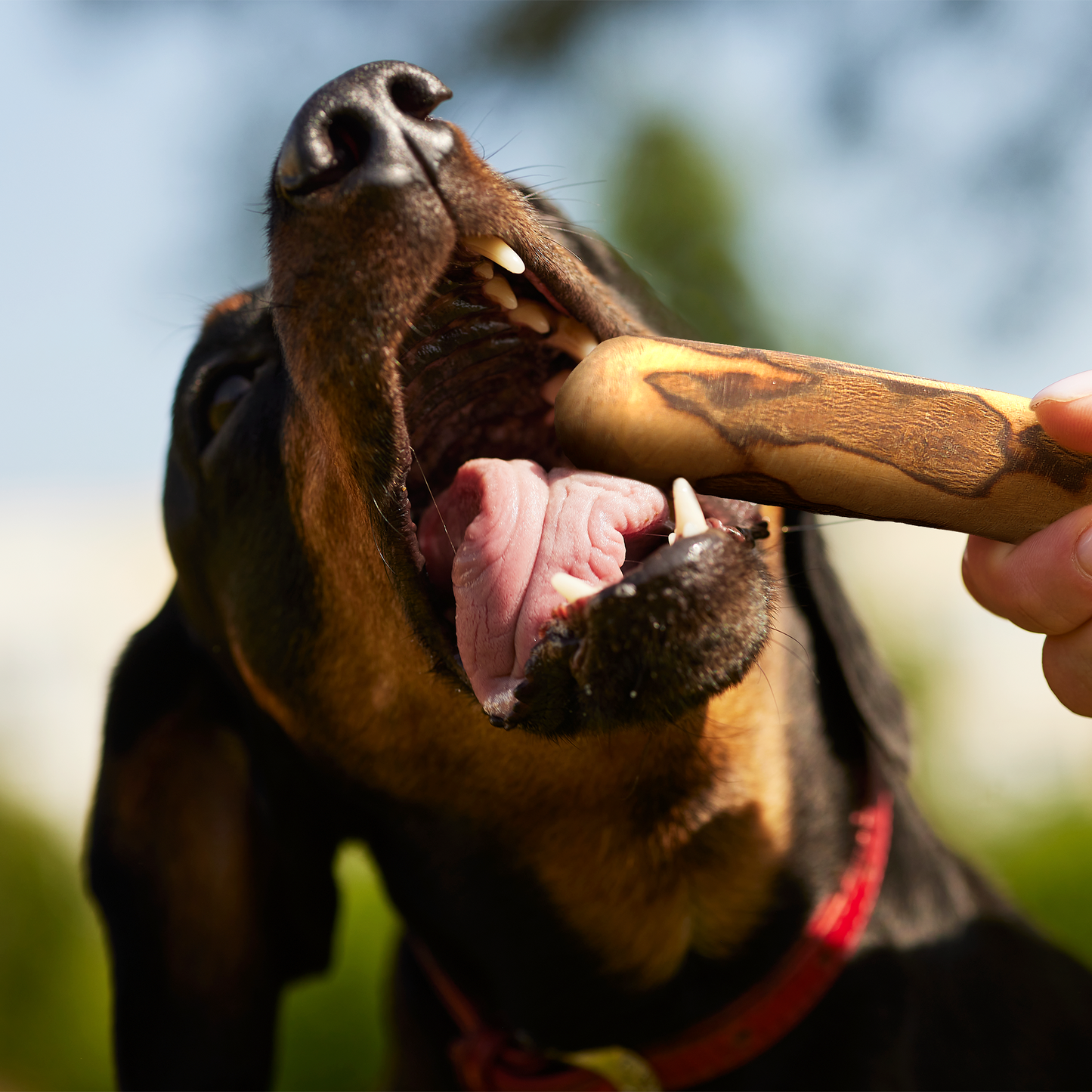 Wildfang Olive Wood Chew Stick for Dogs – Natural Dental Care